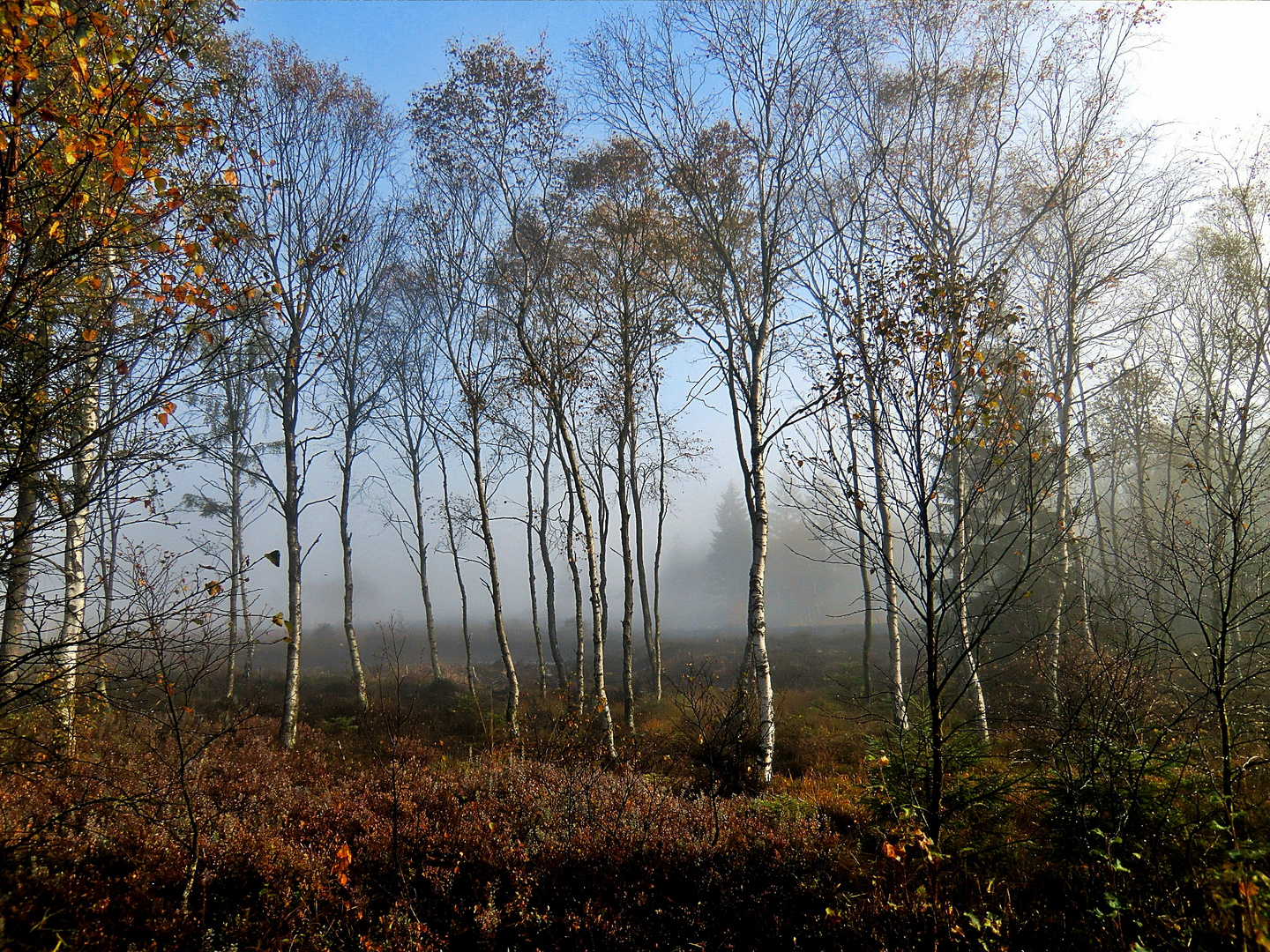 Ein Morgen im Moor 2