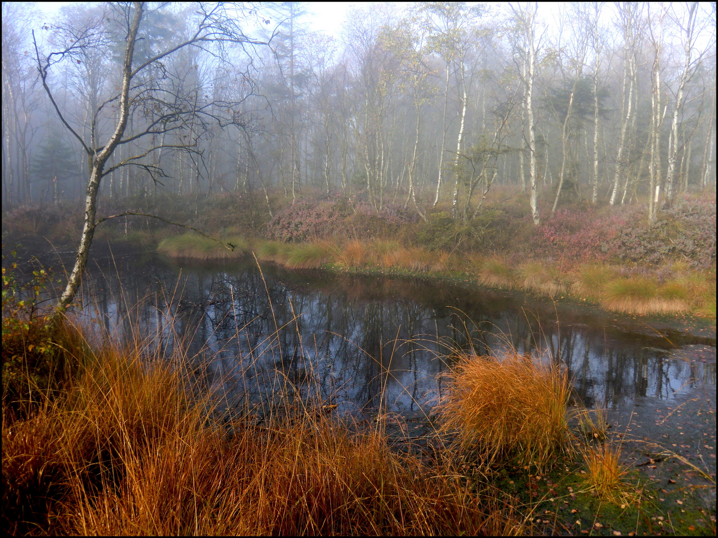 Ein Morgen im Moor (5)