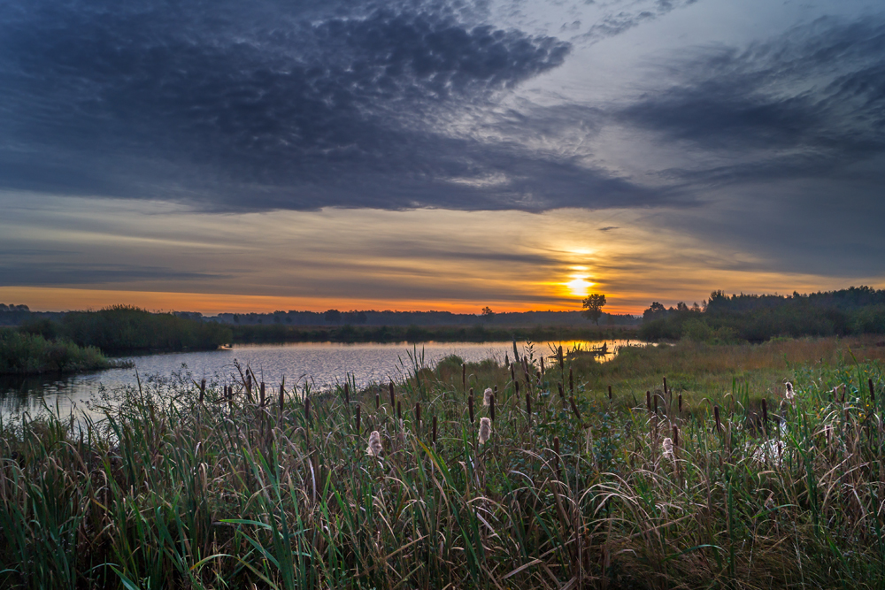 Ein Morgen im Moor