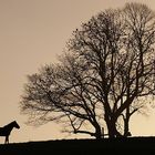 ein Morgen im Münsterland