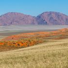 Ein Morgen im Namib Rand