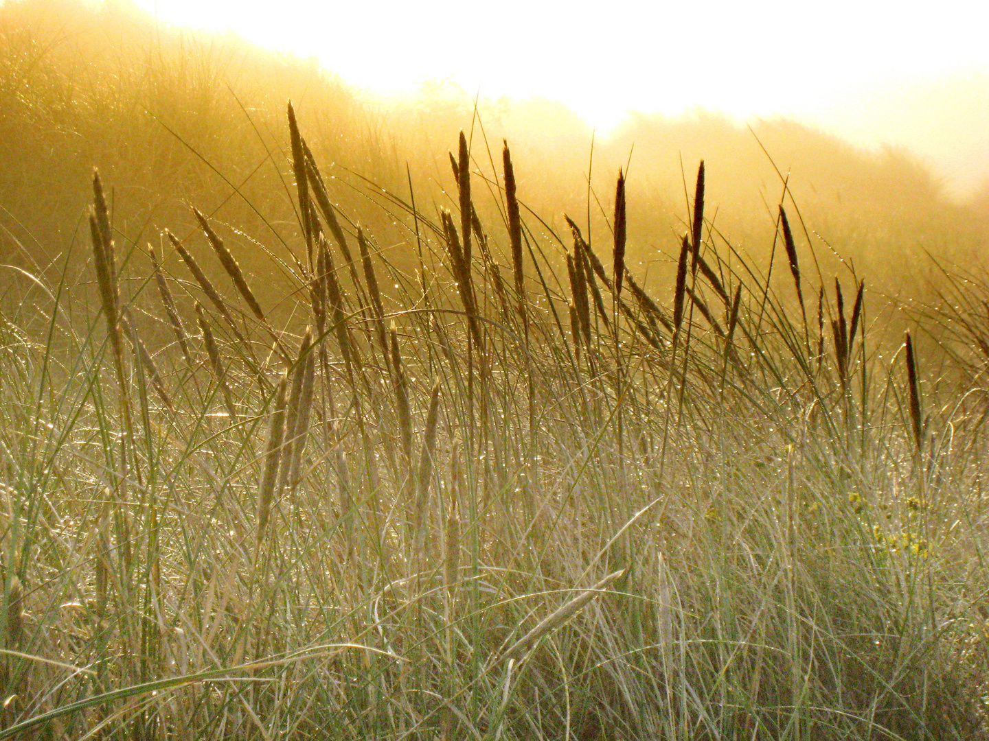 Ein Morgen im Nebel