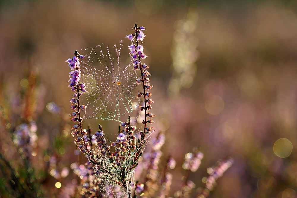 Ein Morgen im September