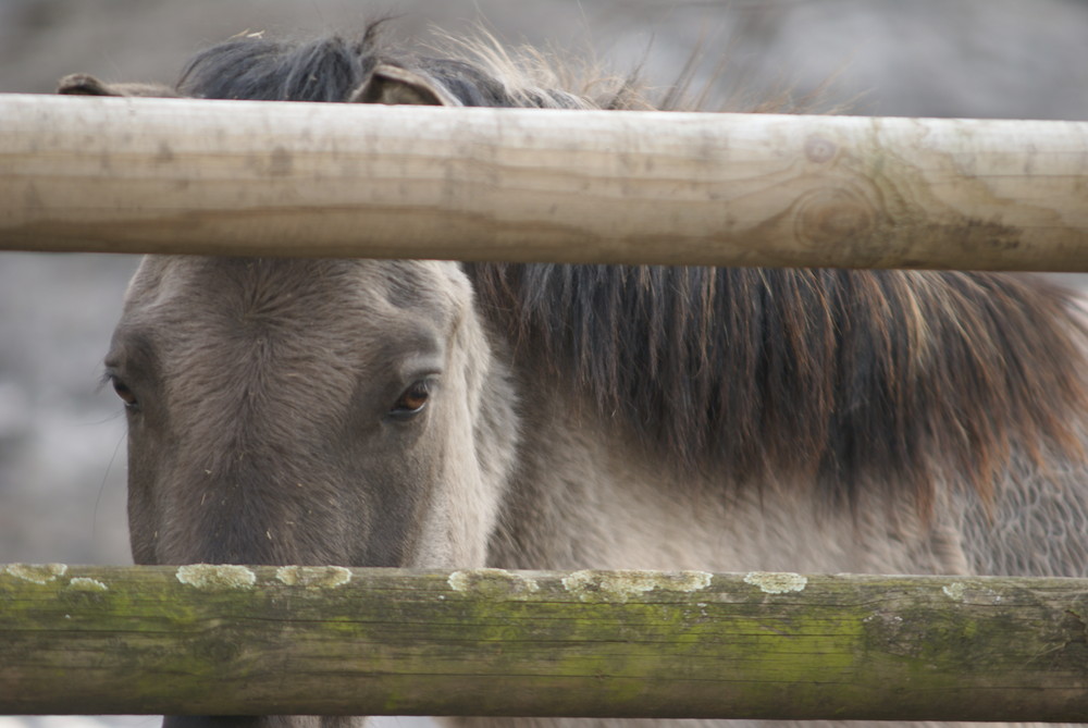 ein morgen im tierpark