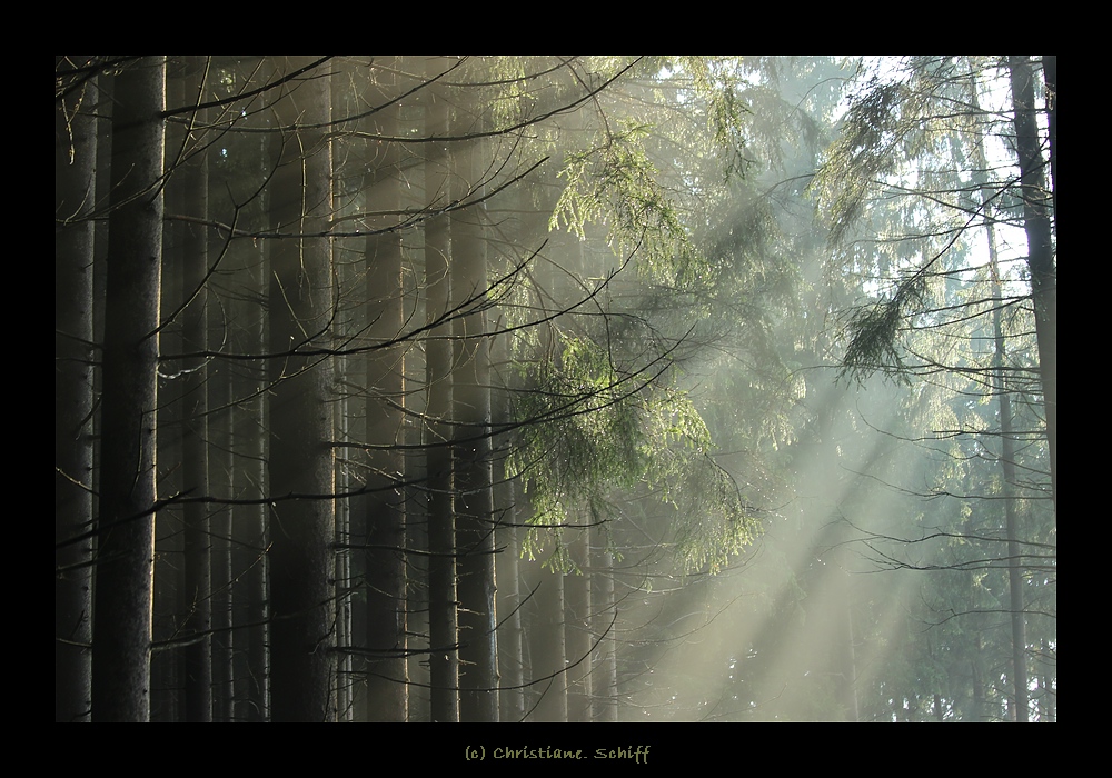 Ein Morgen im Wald 2