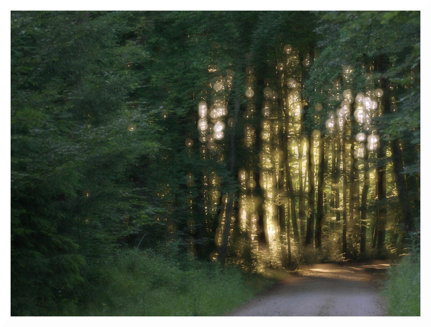 ein Morgen im Wald - die Sonne bricht durch