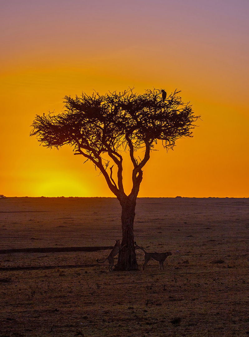 Ein Morgen in Afrika