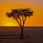 Ein Morgen in Afrika