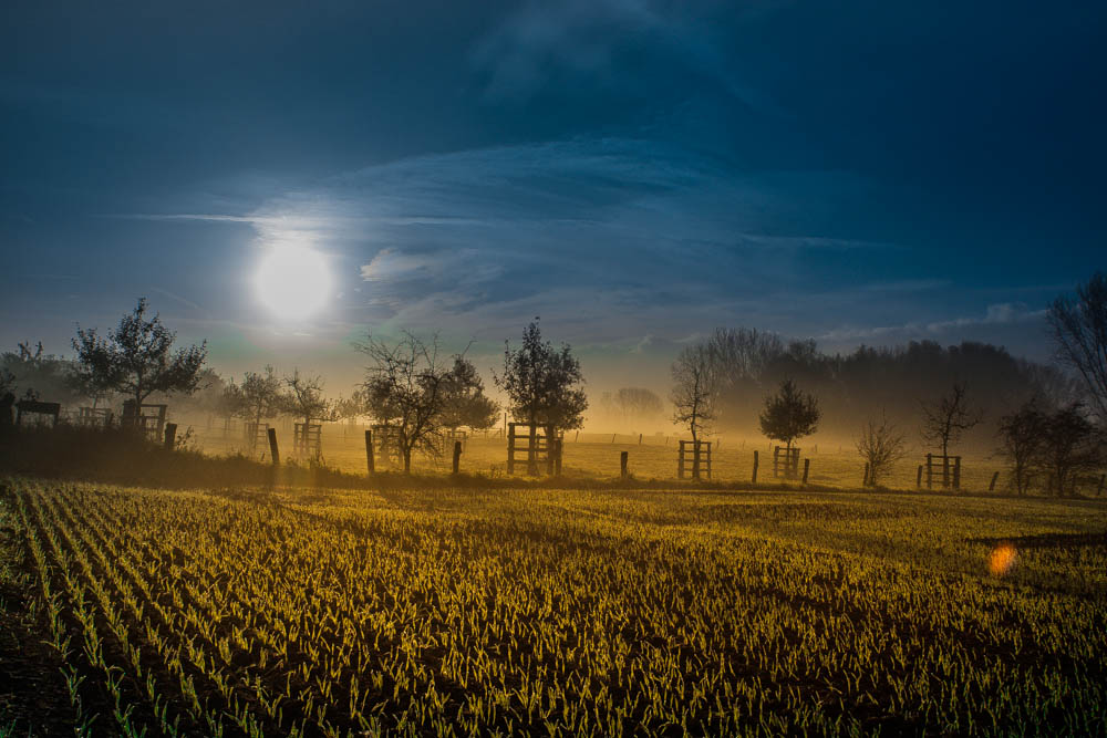 Ein Morgen in den Rheinauen