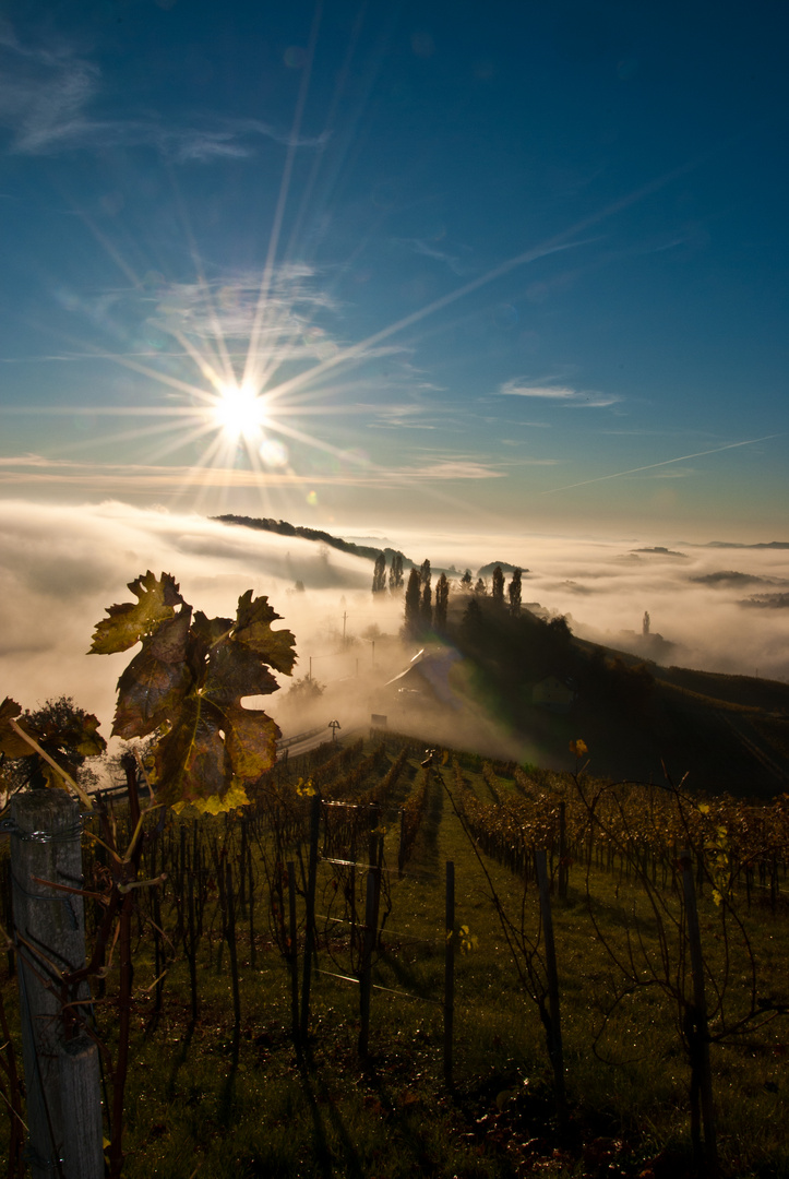 ein Morgen in den Weinbergen