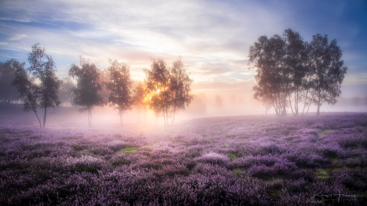 Ein Morgen in der Heide