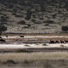 Ein Morgen in der Kalahari