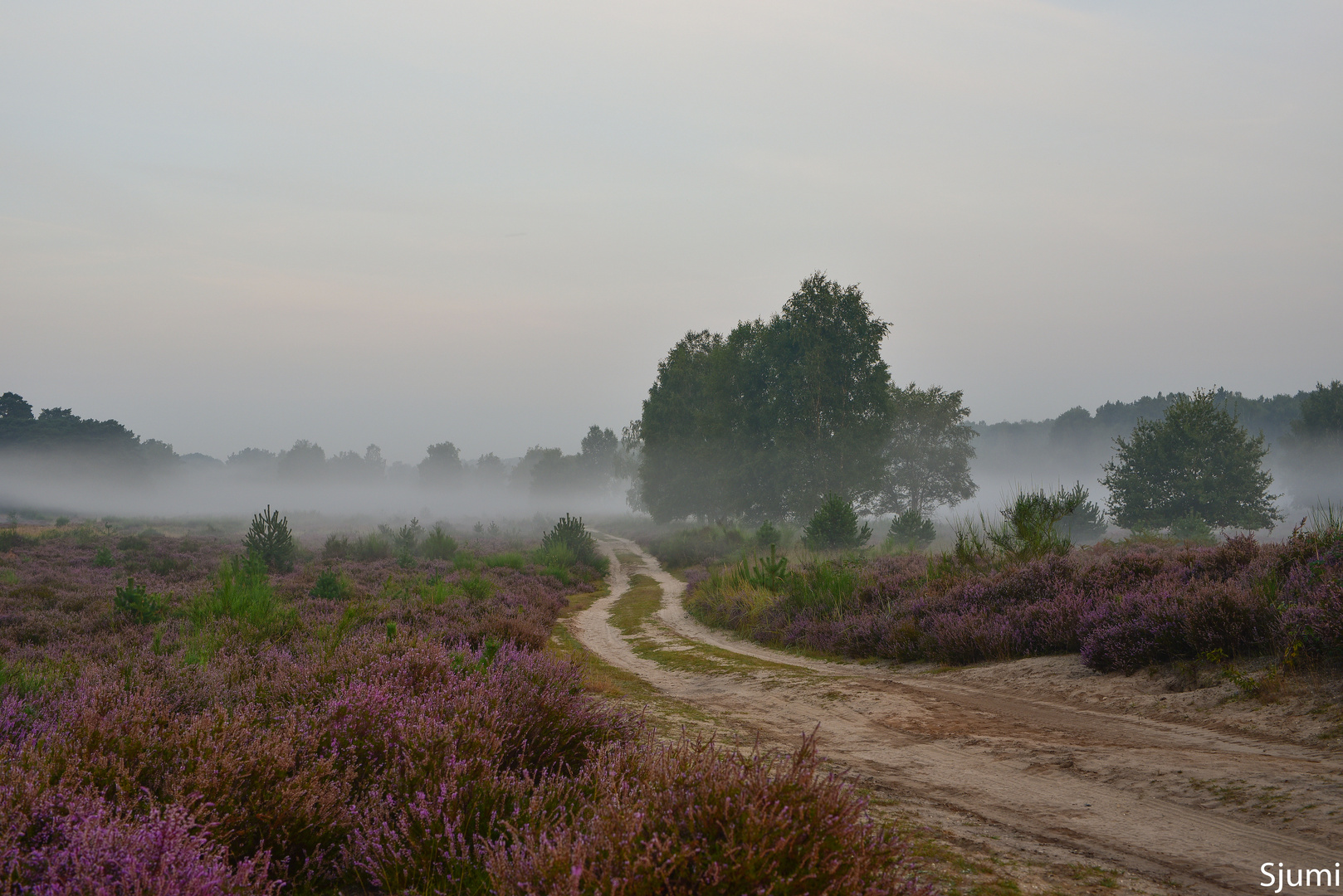 Ein Morgen in der Wahner Heide