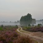 Ein Morgen in der Wahner Heide