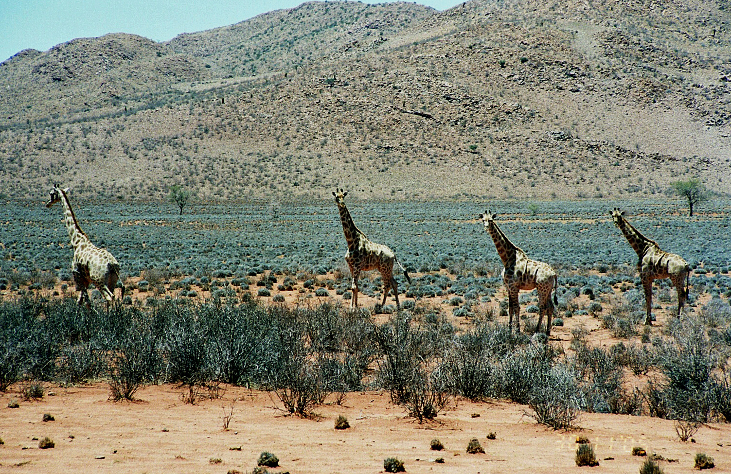 Ein Morgen in Namibia 