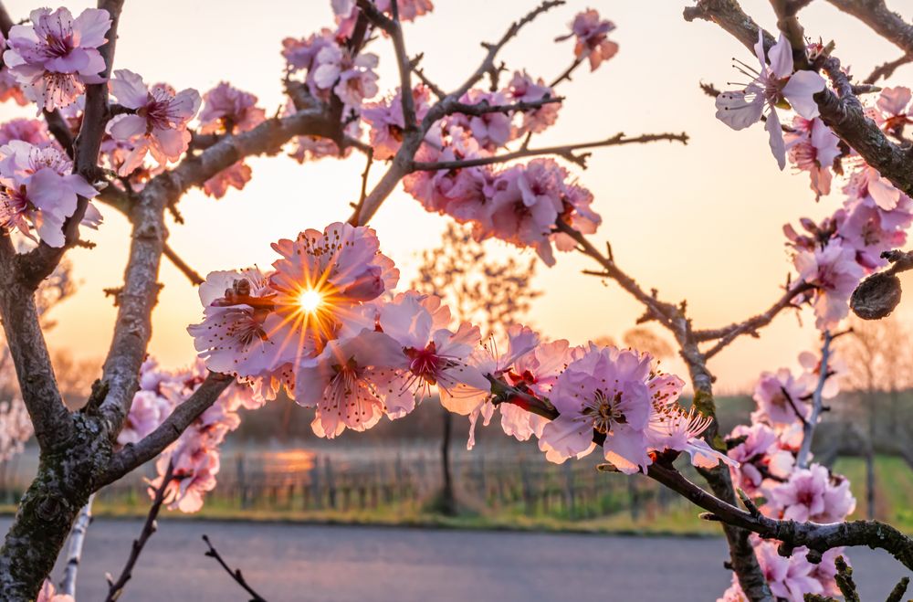 Ein Morgen in Rosa ....