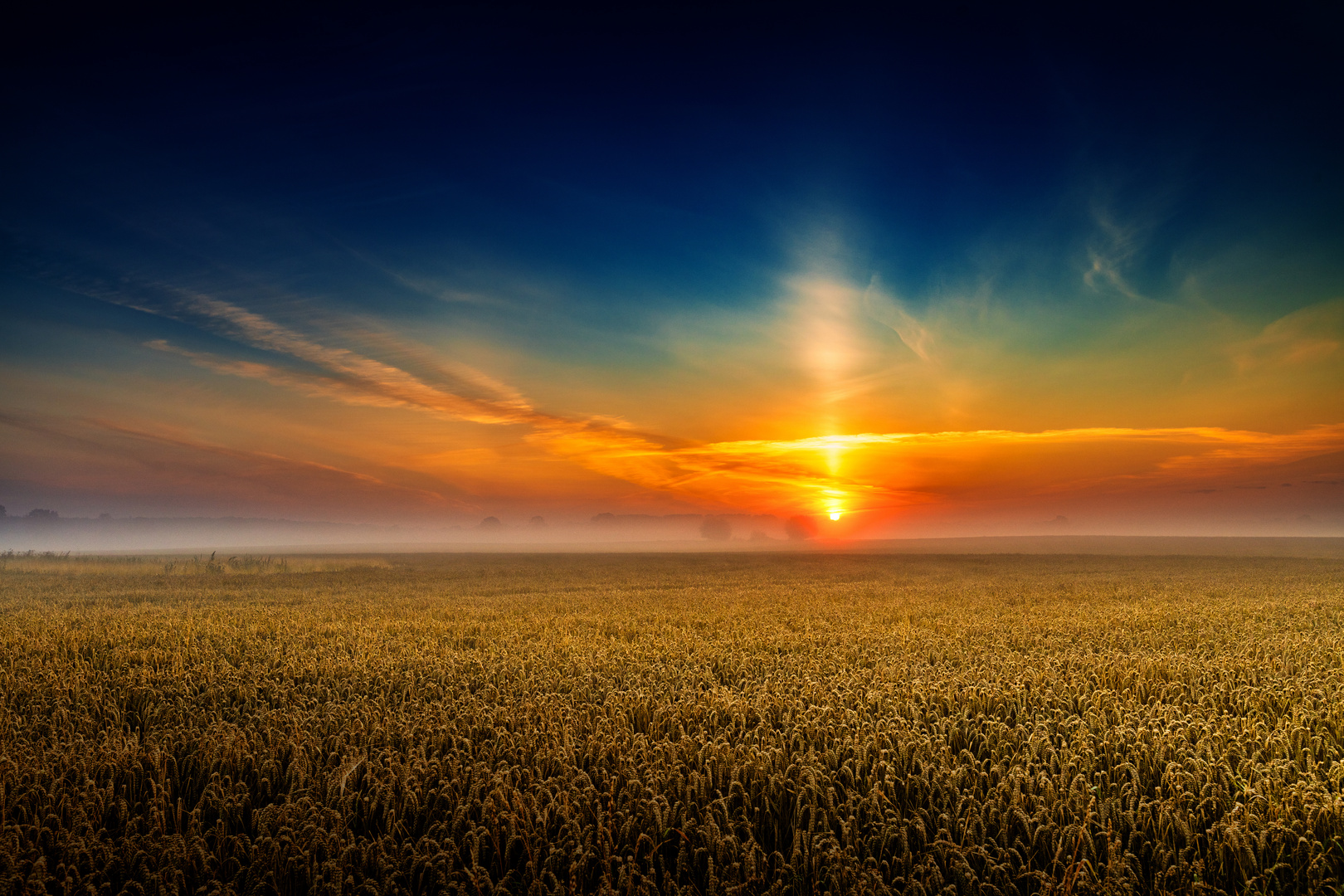 Ein Morgen vor der Ernte