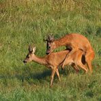 Ein Morgen zum kleine Rehe zeugen...! ;-)