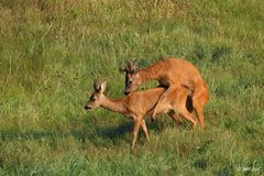 Ein Morgen zum kleine Rehe zeugen...! ;-)