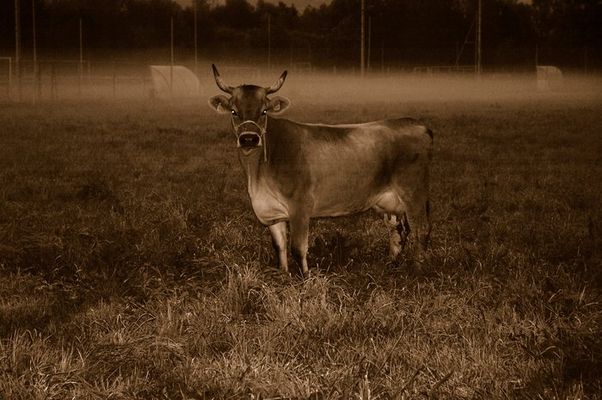 Ein Morgengrau Stier oder Kuh