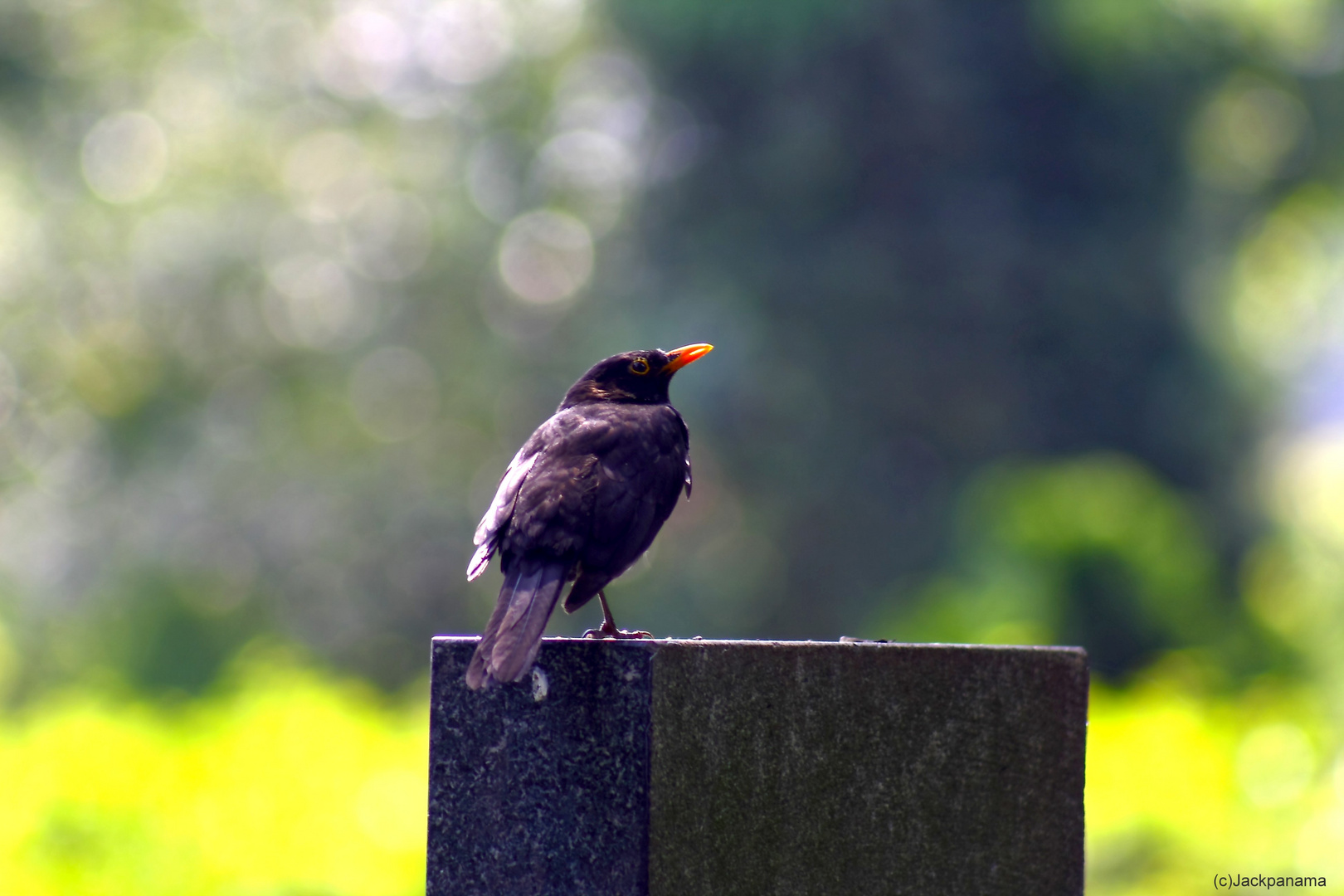 Ein Morgengruß von der Amsel