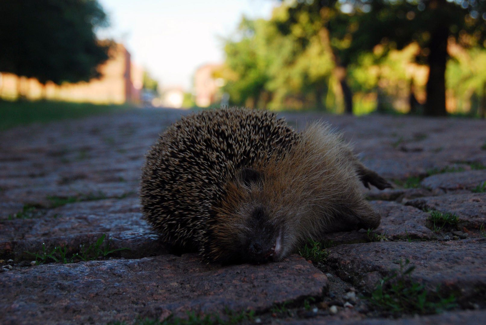 Ein Morgenspaziergang Teil1