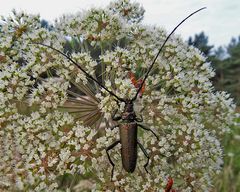 Ein Moschusbock