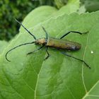 Ein Moschusbockkäfer auf einem Sonnenblumenblatt