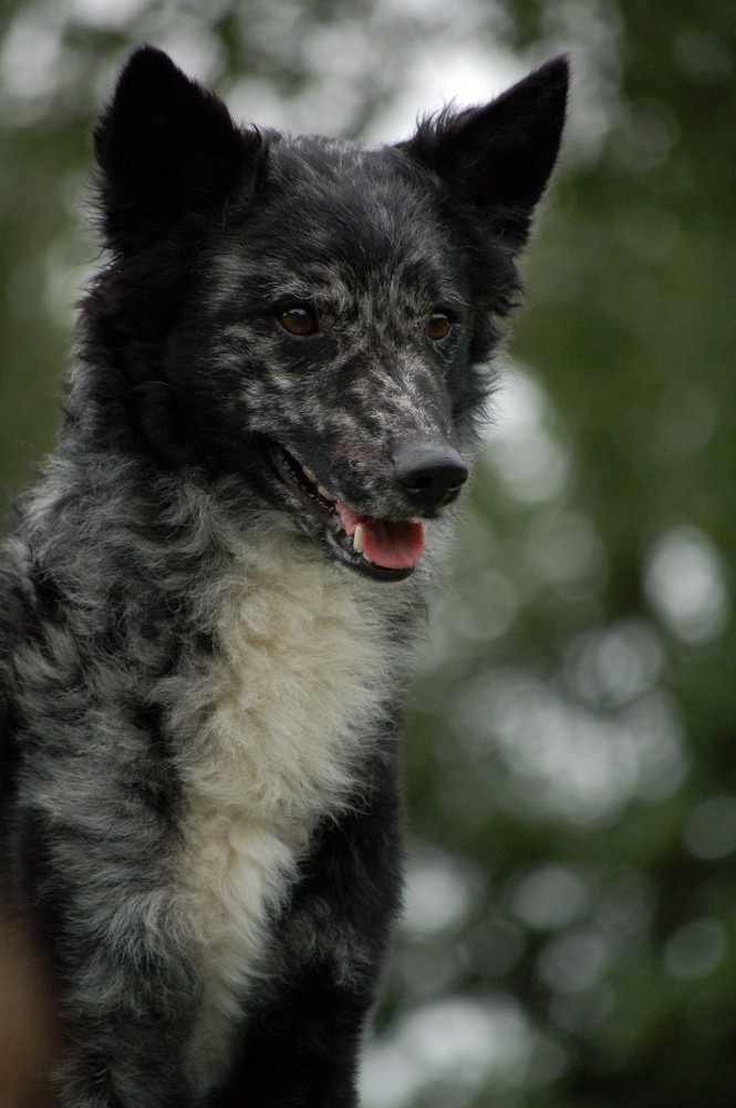 ein Mudi - ungarischer Hütehund