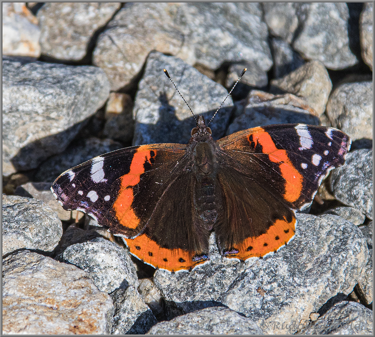 ein müder Admiral 