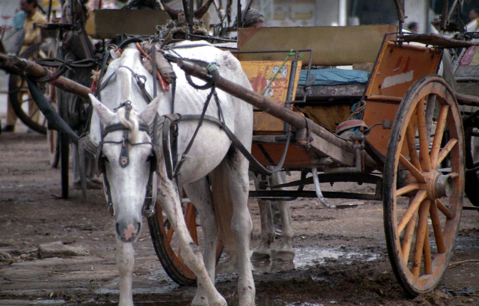 Ein müder Gaul aus Rawalpindi - Rajah Bazar