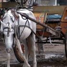 Ein müder Gaul aus Rawalpindi - Rajah Bazar