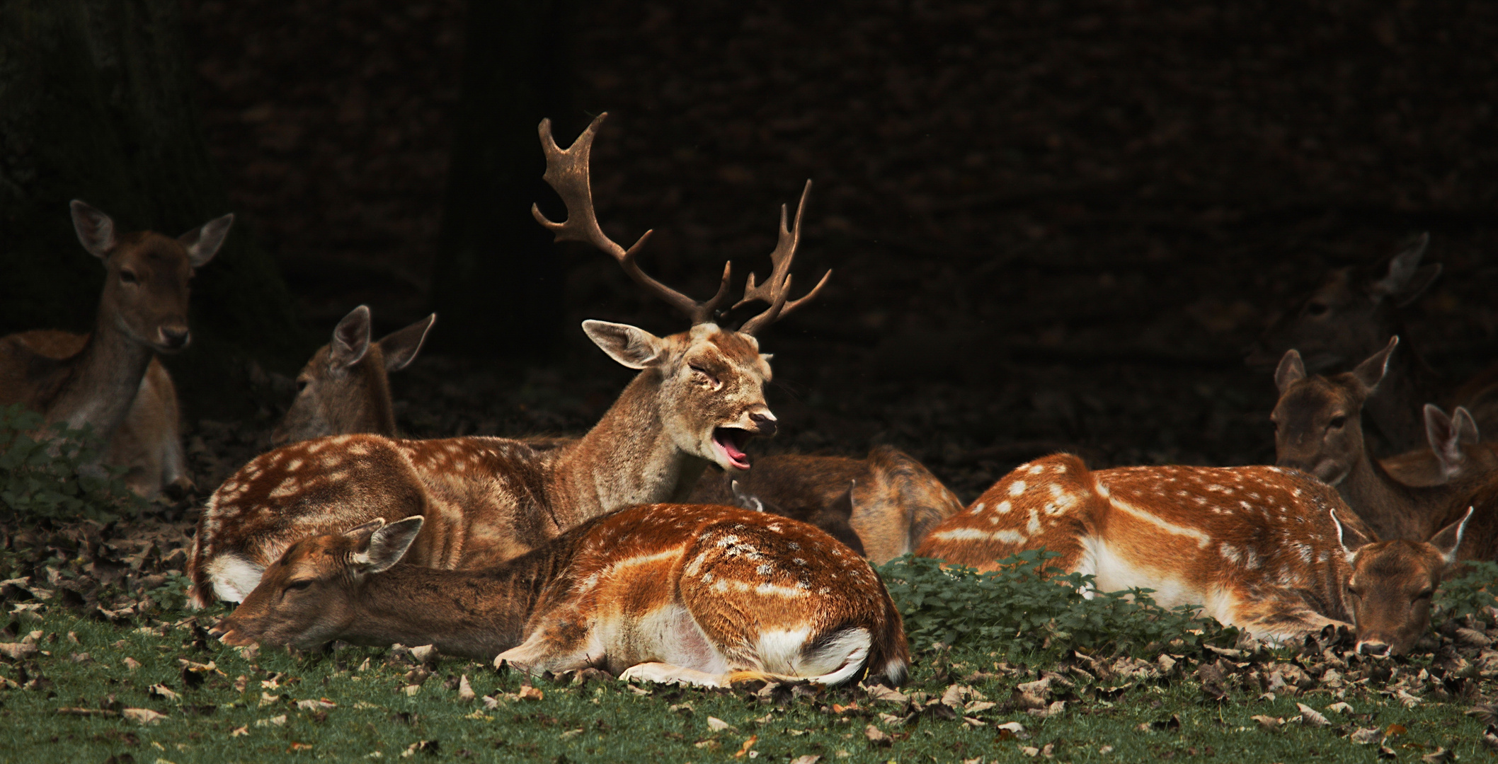 Ein müder Hirsch