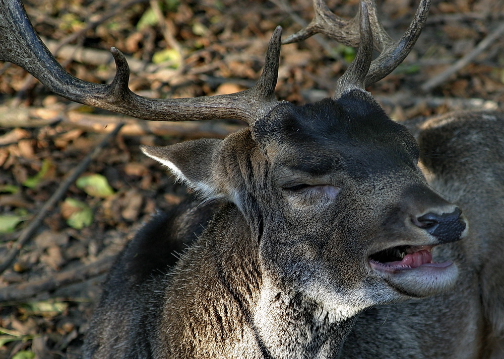 ein müder Hirsch :-)