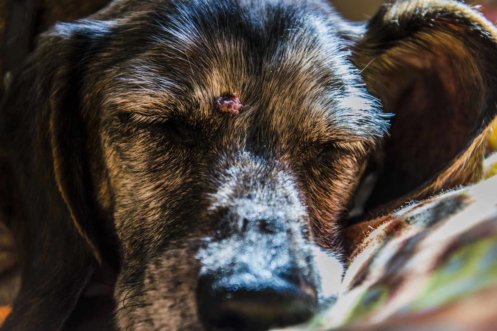 Ein müder Hund ist ein guter Hund