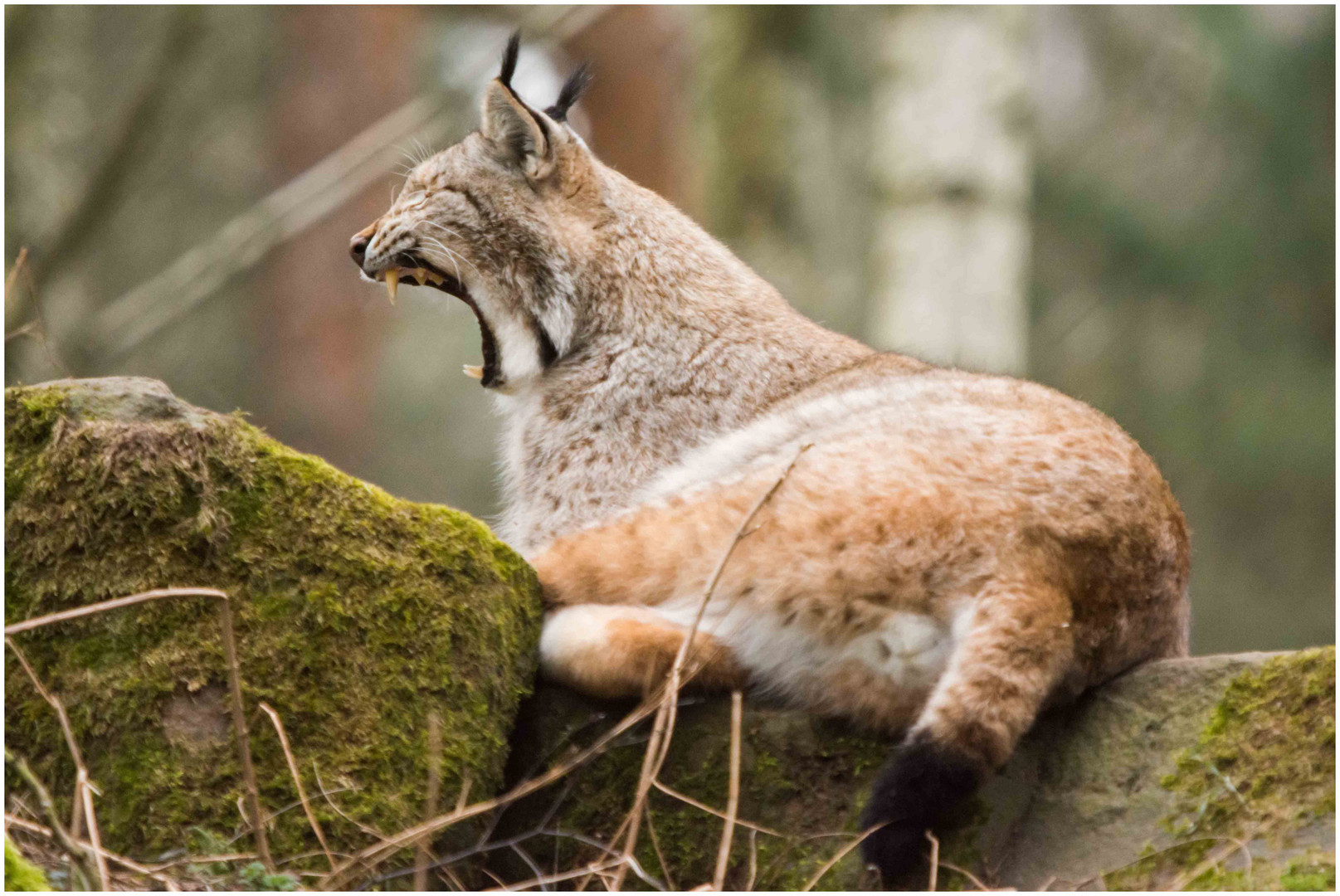 Ein müder Luchs