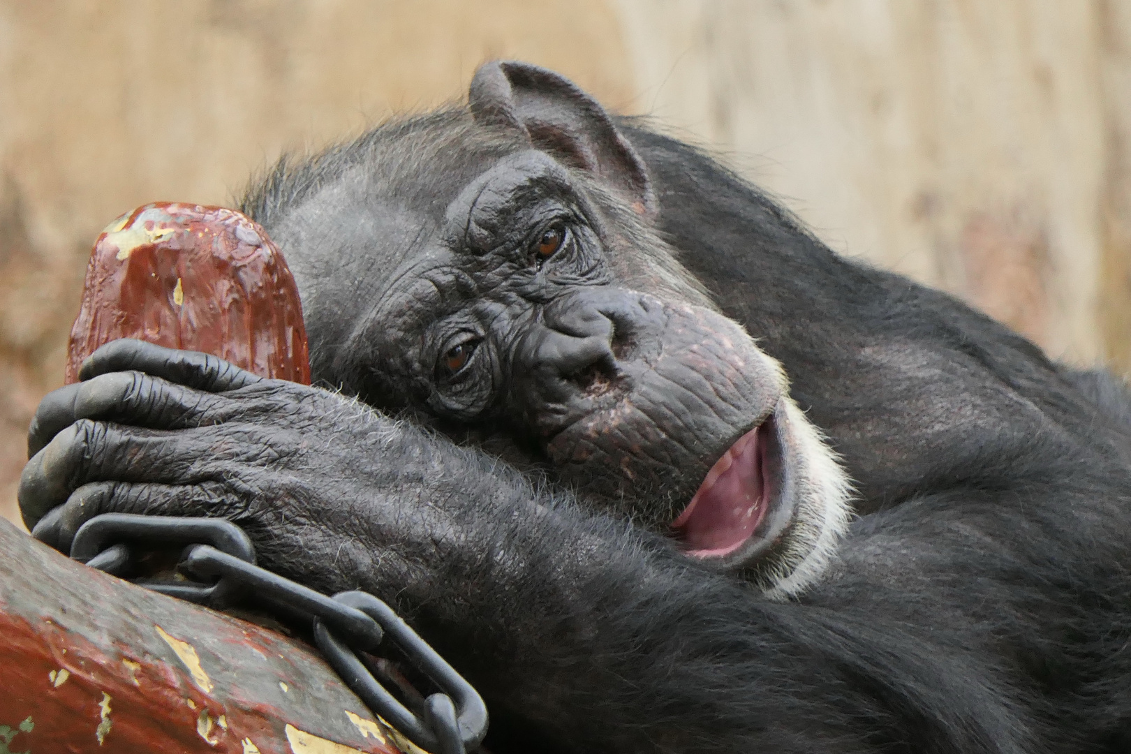 Ein müder Schimpanse im  Zoo  Krefeld.