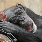 Ein müder Schimpanse im  Zoo  Krefeld.