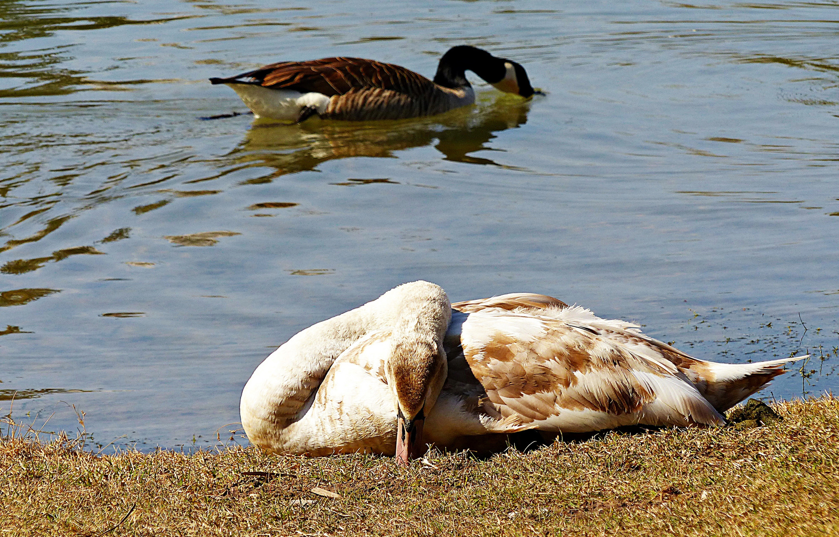 Ein müder Schwan