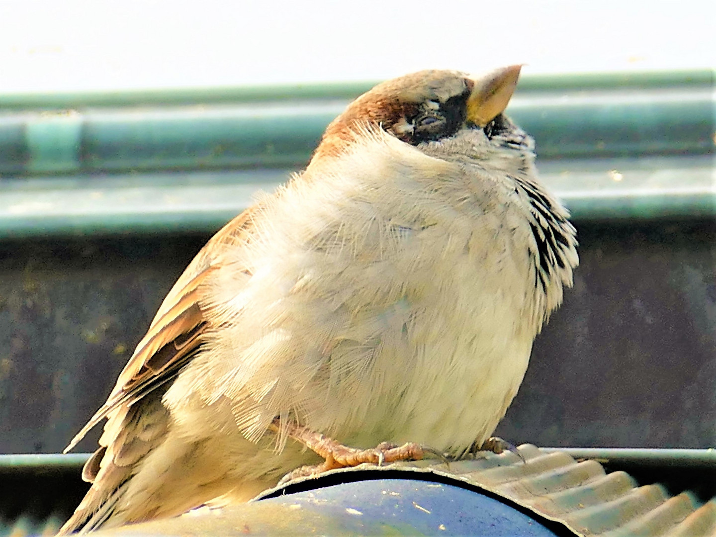 Ein müder Spatz.