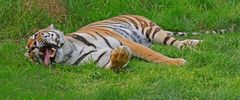 Ein müder Tiger
