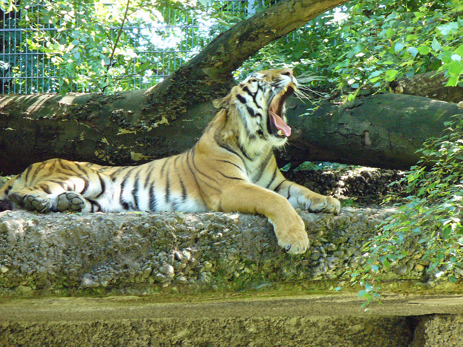 Ein müder Tiger und nicht 'Krieger'