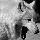 ein müder Wolf