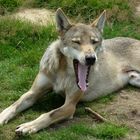Ein müder Wolf