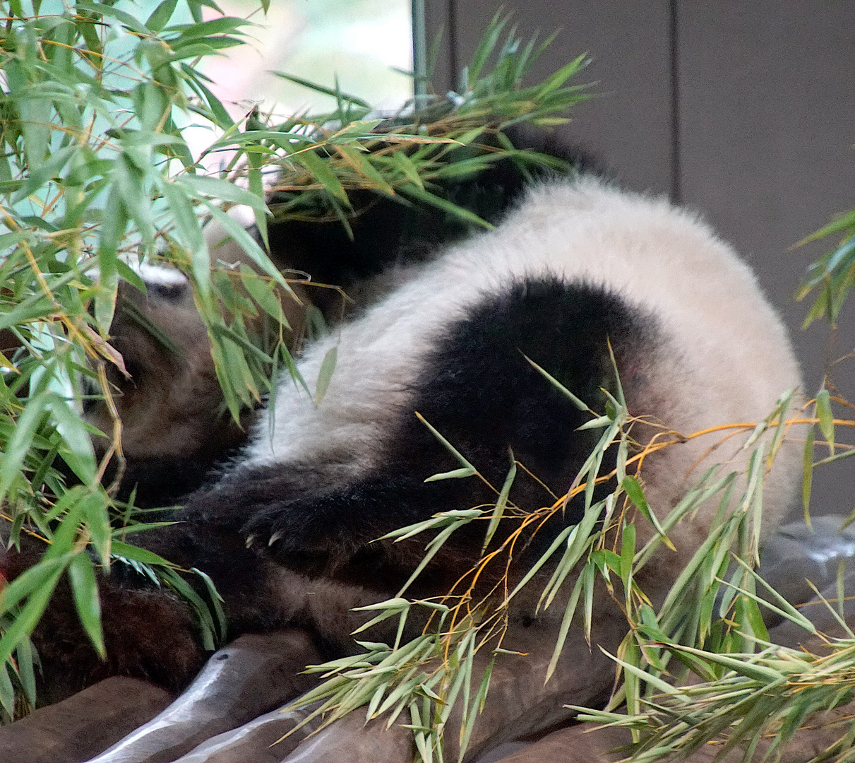 Ein müdes Elternteil des Großen Pandas