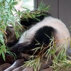 Ein müdes Elternteil des Großen Pandas