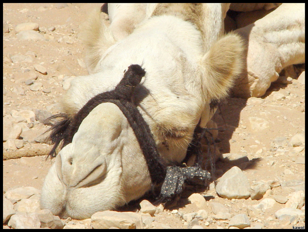 Ein Mudes Kamel Foto Bild Tiere Wildlife Saugetiere Bilder Auf Fotocommunity