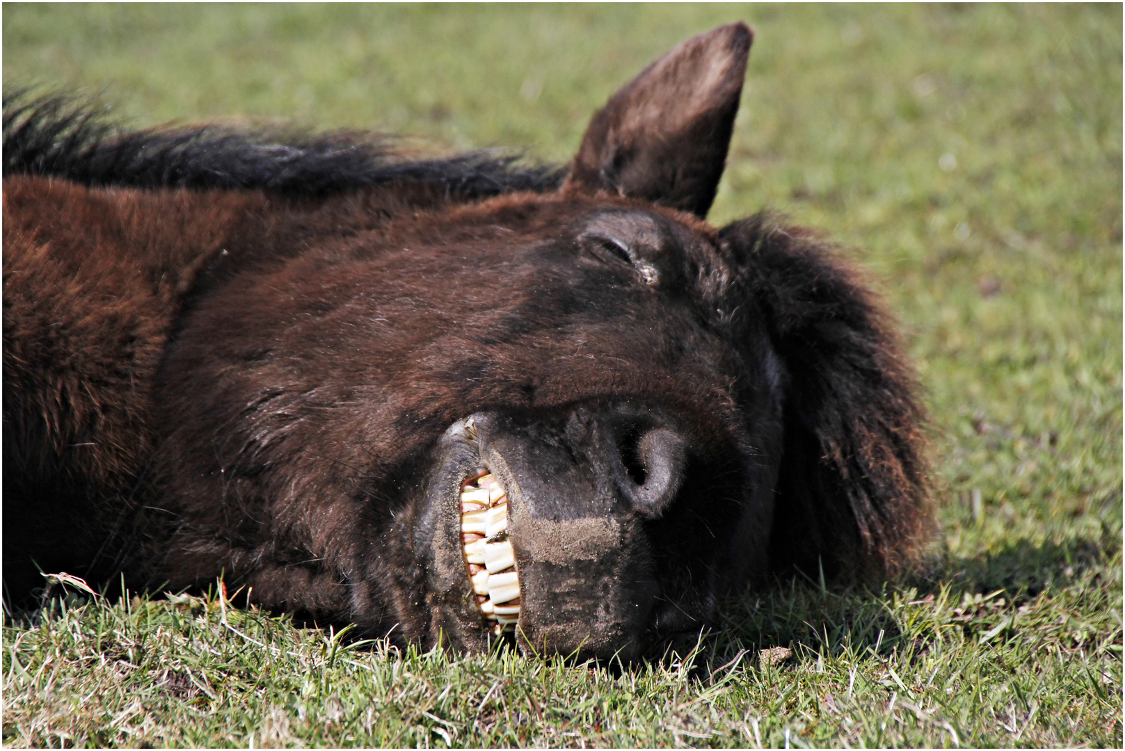 Ein Mudes Pferd Foto Bild Tiere Haustiere Pferde Esel Maultiere Bilder Auf Fotocommunity