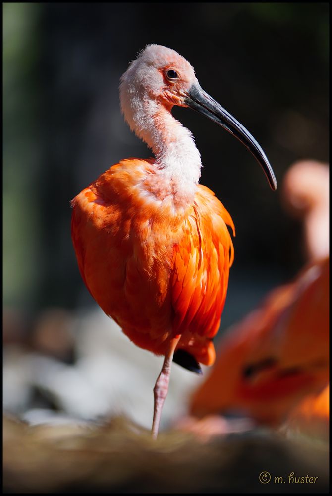 Ein Müllabfuhrvogel