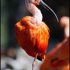 Ein Müllabfuhrvogel